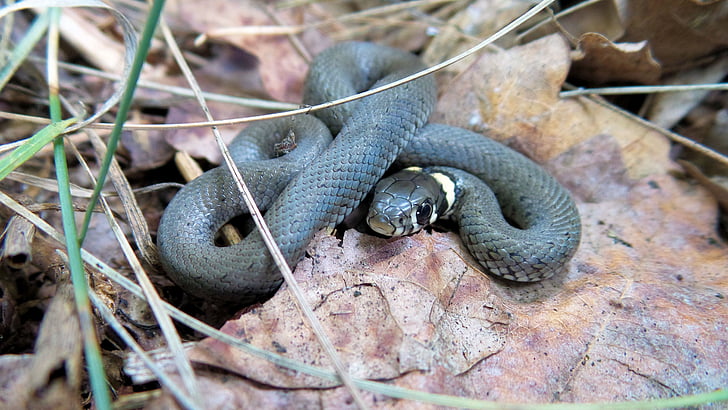 grass snake, snake, nature, leaves, young