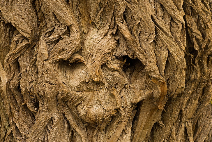 tree, face, tree face, background, desktop background, log, nature