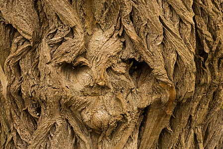 puu, nägu, puu nägu, taust, töölaua tausta, Logi, loodus