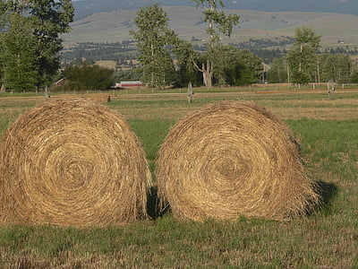 sena, Montana, vidiek, scéna, prírodné, stohov, Hay