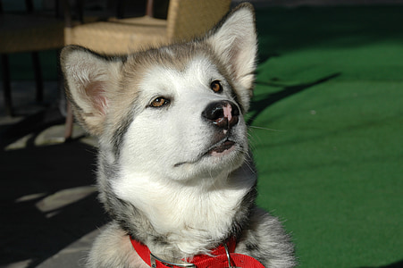 από την Αλάσκα malamut, το κουτάβι, σκύλος