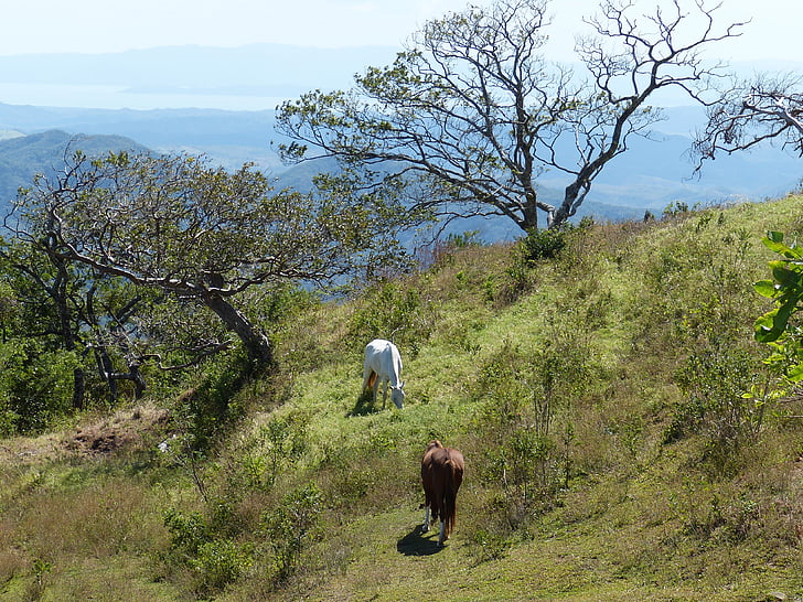 cavalo, Costa Rica, América Central, América do Sul, tropical, floresta tropical, paisagem