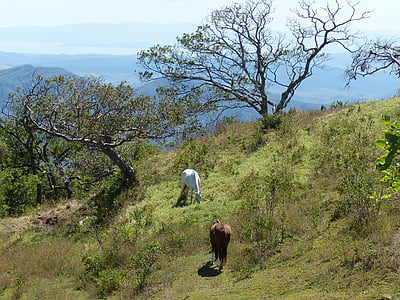 horse, costa rica, central america, south america, tropical, rainforest, landscape