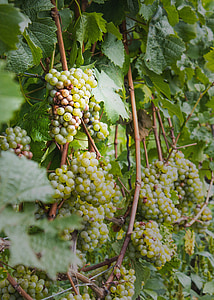 wine, vines, winegrowing, vine, vineyard, nature, grape