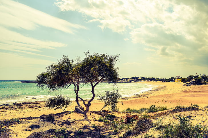 tree, dunes, sea, beach, nature, scenery, sky