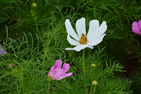 λουλούδι, gesanghua, το τοπίο, Όμορφο, Όμορφο