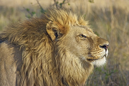 adulto, cerrar, Fotografía, León, gato grande, depredador, Safari