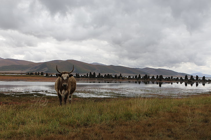 Монголия, степта, говеждо месо, крава, пейзаж, облаците, природата