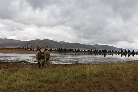 Mongólia, estepe, carne de bovino, vaca, paisagem, nuvens, natureza