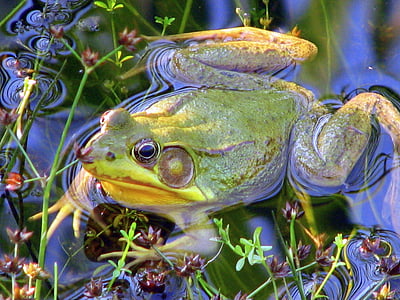 frog, pond, amphibian, water, nature, green, animal