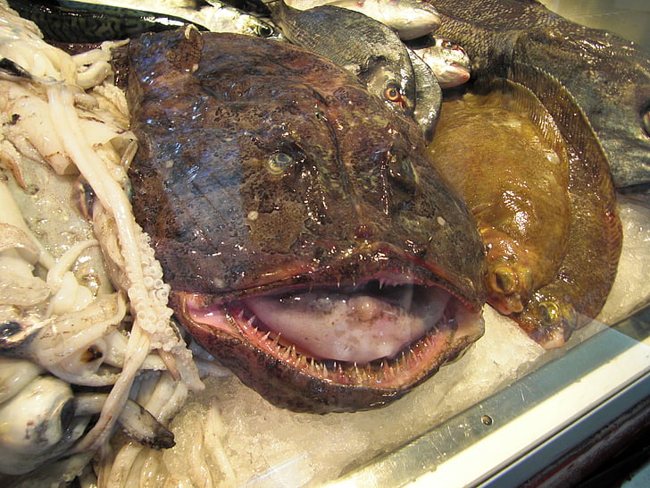 monkfish, cá, xấu xí, chợ cá, Frisch