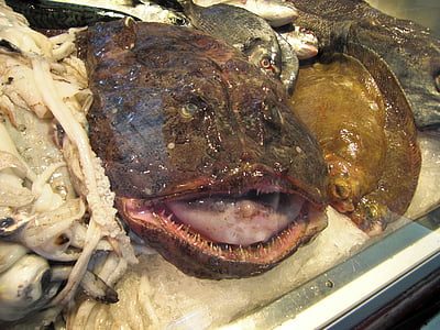 coda di rospo, pesce, brutto, mercato del pesce, Frisch