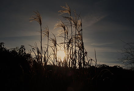 Reed, zimno, chłodny, światło, zimowe, zachód słońca, Natura