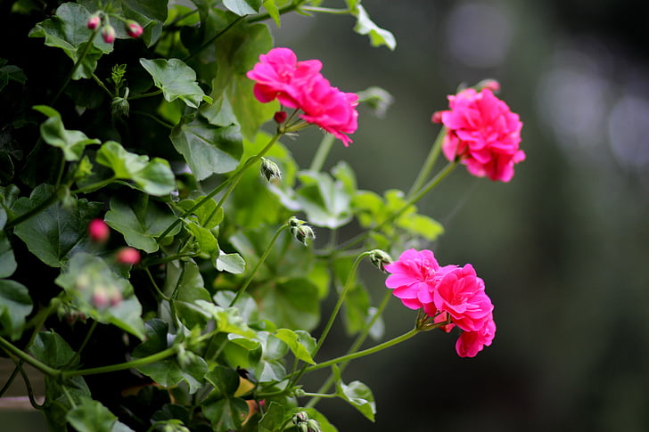 geranium, flower, pink