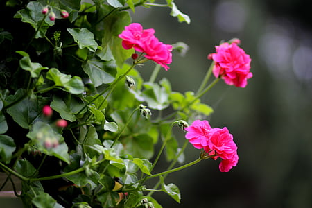 geranium, bunga, merah muda