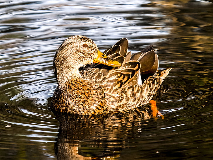 mallard, duck, water bird, bird, nature, animal, mallard Duck