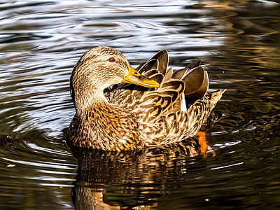 mallard, duck, water bird, bird, nature, animal, mallard Duck
