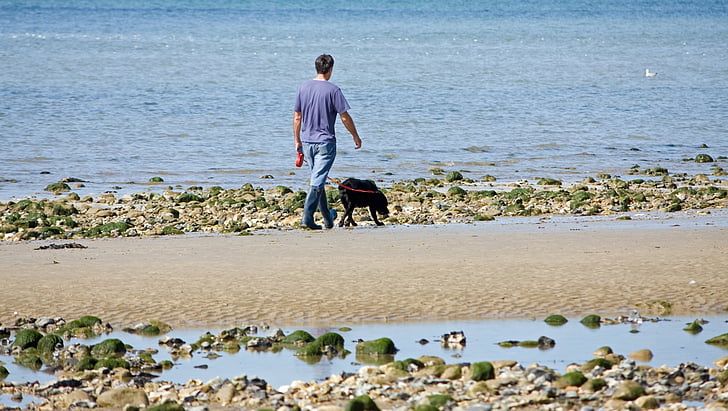 ο άνθρωπος, σκύλος, το περπάτημα, παραλία, Λαμπραντόρ, μαύρο, ζώο