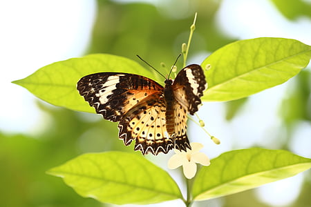 dyr, sommerfugl, samling, natur, insekt, Butterfly - insekt, dyr vinge