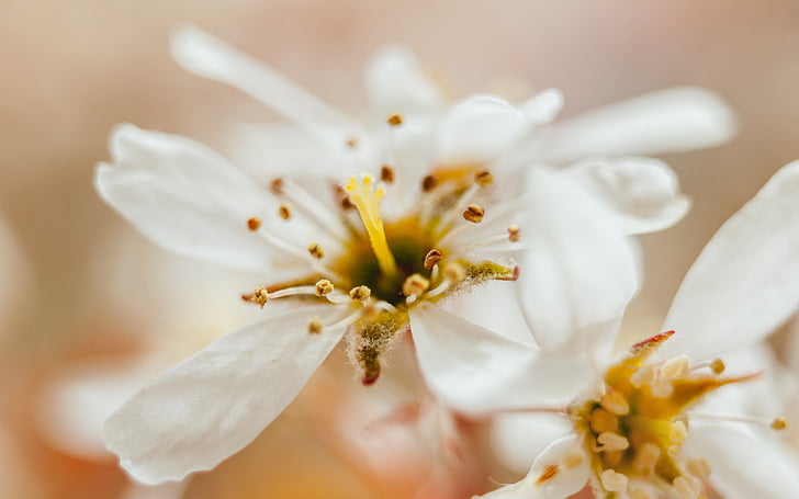 bianco, fiori, petali di, sfocatura, natura, fiore, tempo di primavera