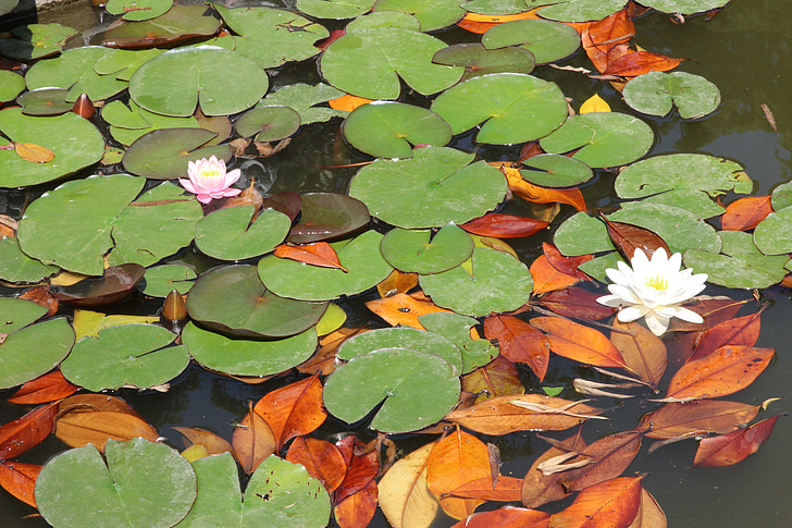 Waterlilies, vode, cvetje, Lotus cvetje, listi, vegetacije, vodne rastline