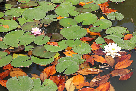 waterlilies, vandens, gėlės, lotosai, lapai, augalija, vandens augalai