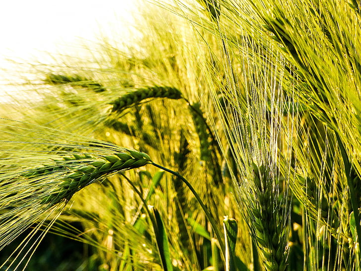 vete, Grain, av Johan Karlsson, Wheatfield, vete öra, landskap, fältet