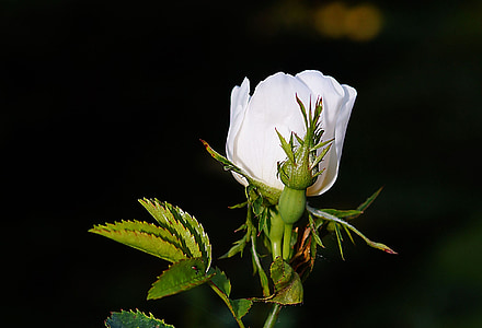 Rose, Blossom, Bloom, floraison rose, blanc, parfum, beauté