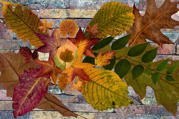 lapai, tiesa, lapai, rudens lapų, rudenį, žalumynų lapų, spalvinga, sausose