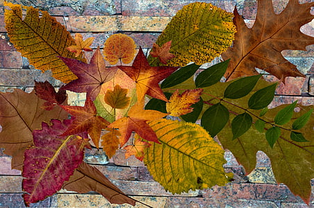 listy, vyrostlé listy, podzimní list, podzim, zeleň listová, barevné, vyprahlé