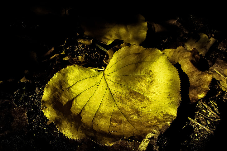 hösten, Leaf, faller, naturen, gul, säsong, höstlöv