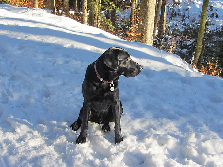 hund, dyr, Pet, sort labrador, sne, vinter, kæledyr