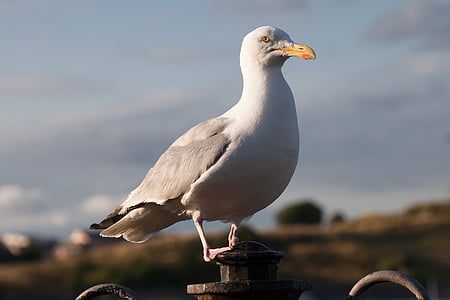 Seagull, laridae, burung, seperti Plover, charadriiformes, burung-burung camar, gull berkaki kuning