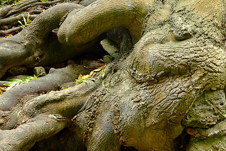 šaknis, Gamta, miško, skulptūra