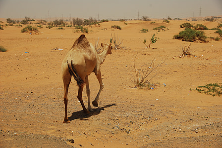 camells, desert de, u un e, vacances, Safari, sol, oasi