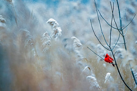 cardinal, bird, wildlife, snow, winter, frost, nature
