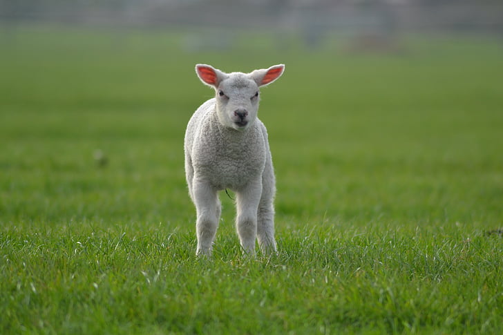 lambaliha, lambad, talu, looma, Baby loomade, põllumajandusloomade, Armsad loomad