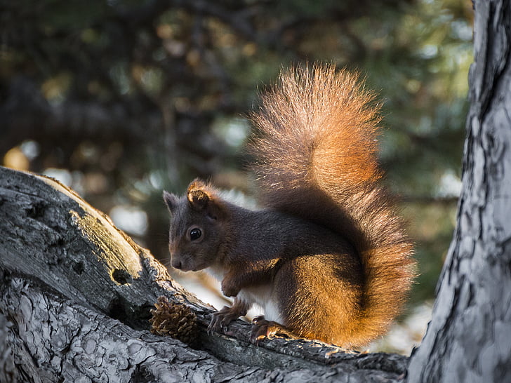 esquilo, natureza, roedor, animal, possierlich, floresta, fotografia da vida selvagem