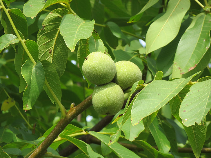 juglans regia, persian walnut, english walnut, common walnut, nut, fruit, plant