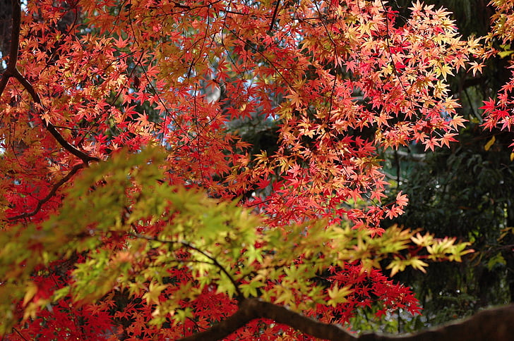 hösten, lönnar, höstlig blad, färgglada, nedgången av japan
