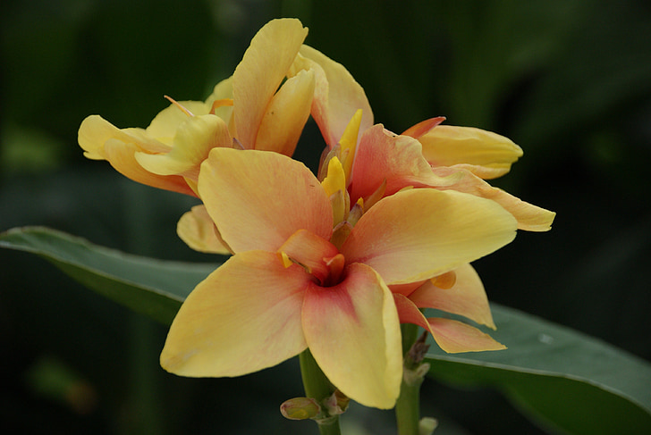 Canna, gul, Bloom, blomst, Tropical, Lily, natur