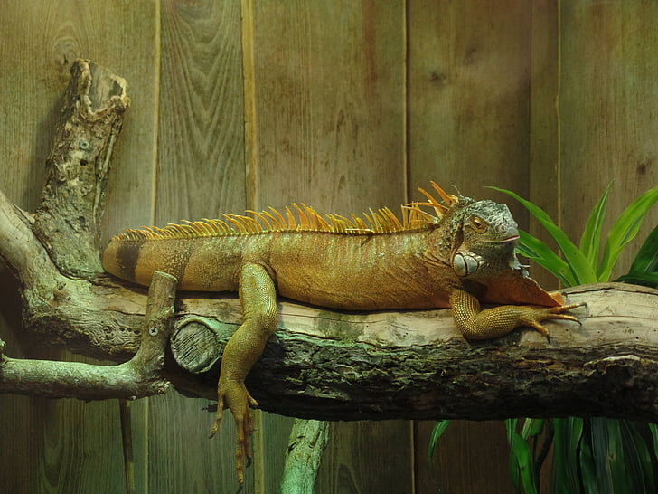 iguana, terrarium, lizard