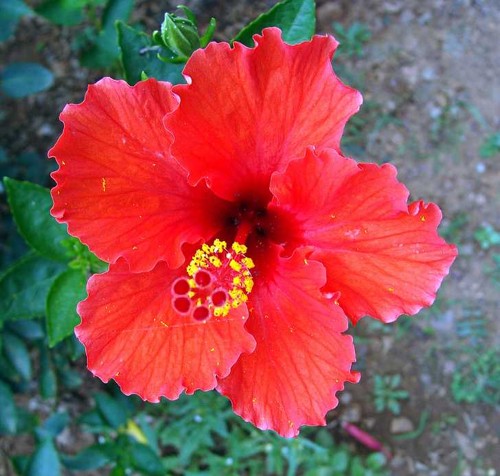 Hibiscus, czerwony, kwiat, Rosa sinensis, China rose, Indie