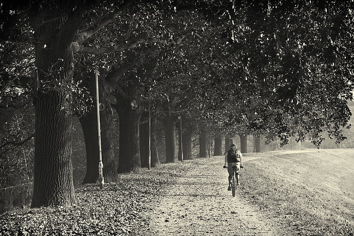 moteris, jojimo, dviratis, šalia, medžiai, dieną, dviratis