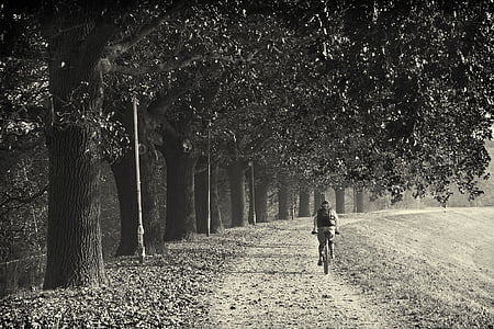 여자, 타고, 자전거, 근처, 나무, 하루, 자전거