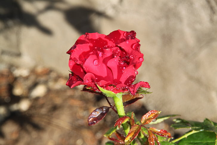 czerwona róża, Róża, ogród różany, ogród