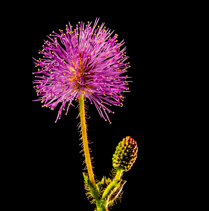 small flower, flower, purple pink, close