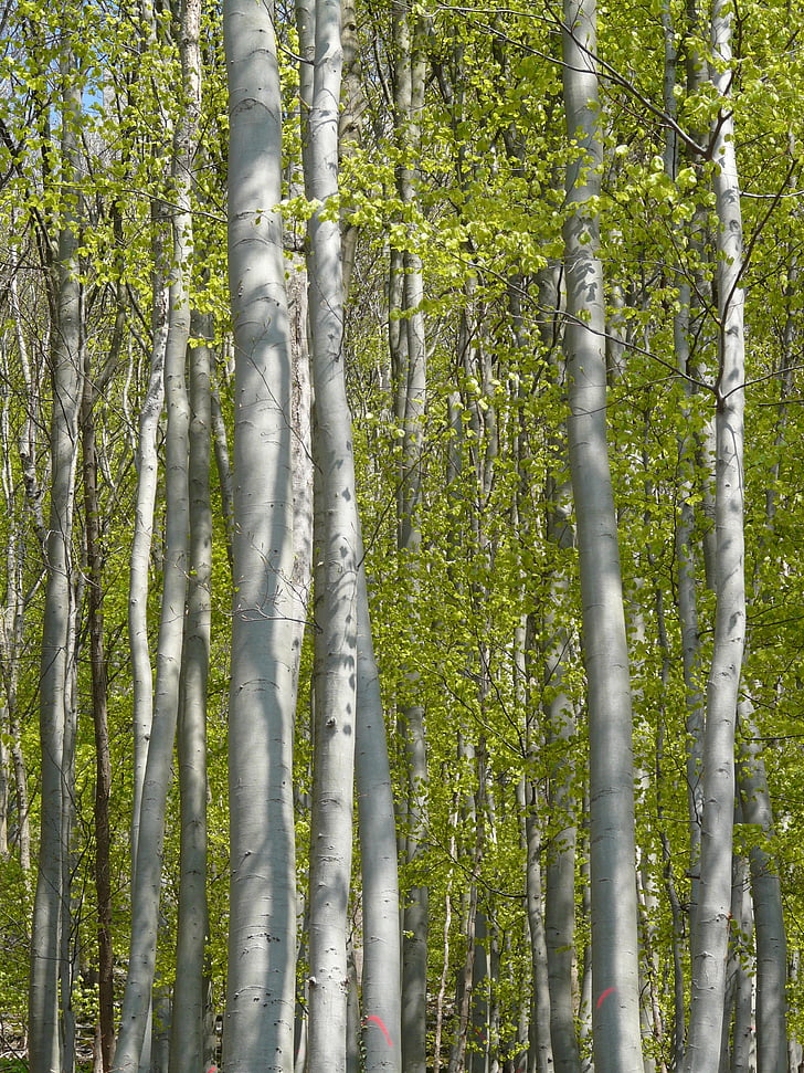 bosc, llibre, fusta de faig, fulles, arbres, primavera, verd