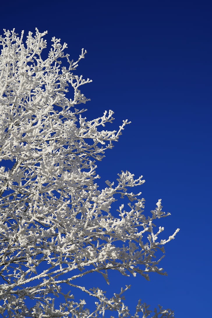 arbre, gelée blanche, hiver, photo d’hiver, photographie d’hiver, winteraufnahme, photo d’hiver