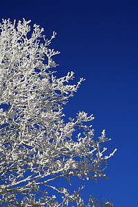 albero, hoarfrost, inverno, foto inverno, fotografia di inverno, winteraufnahme, foto inverno